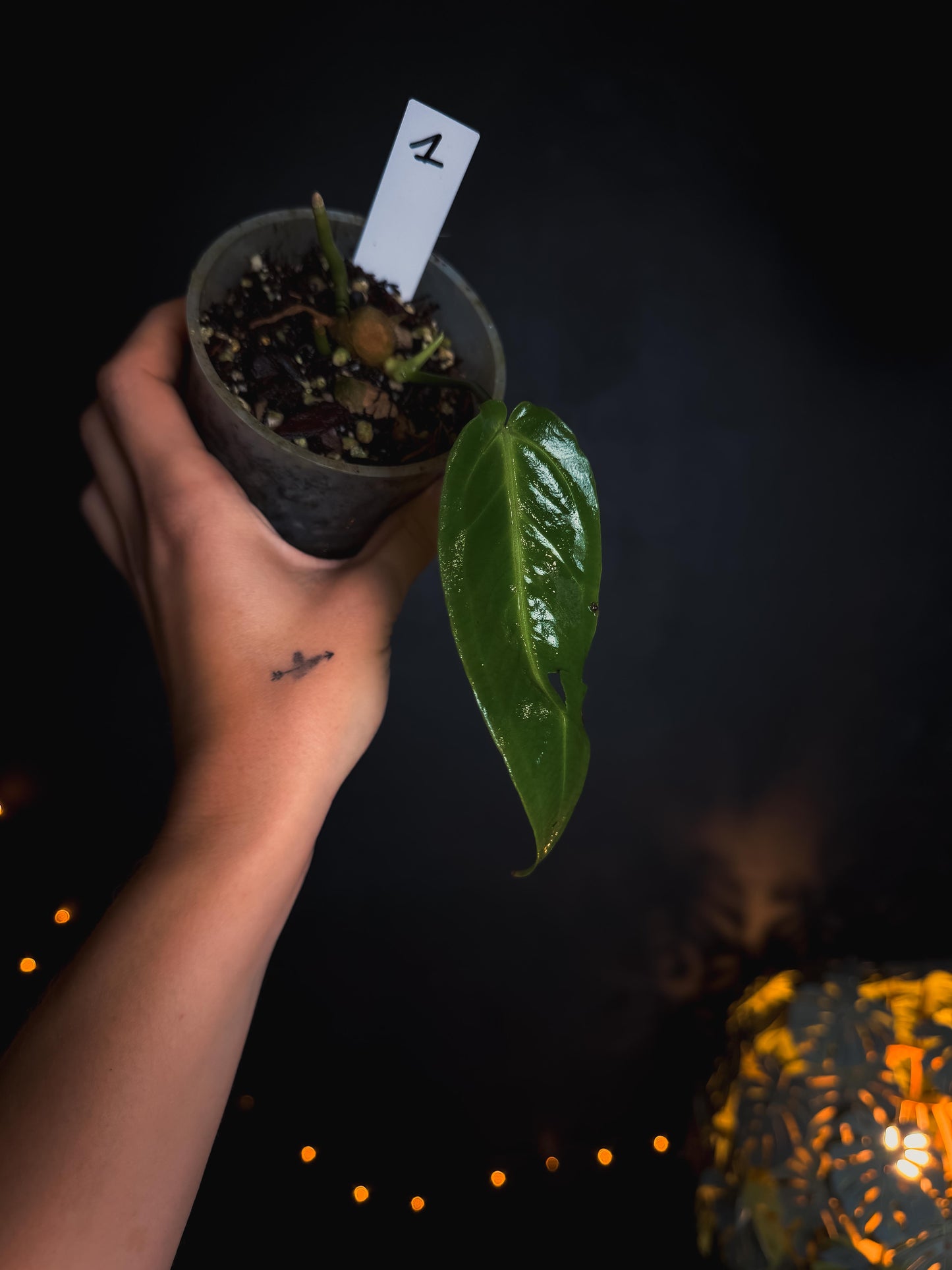 Anthurium Warocqueanum