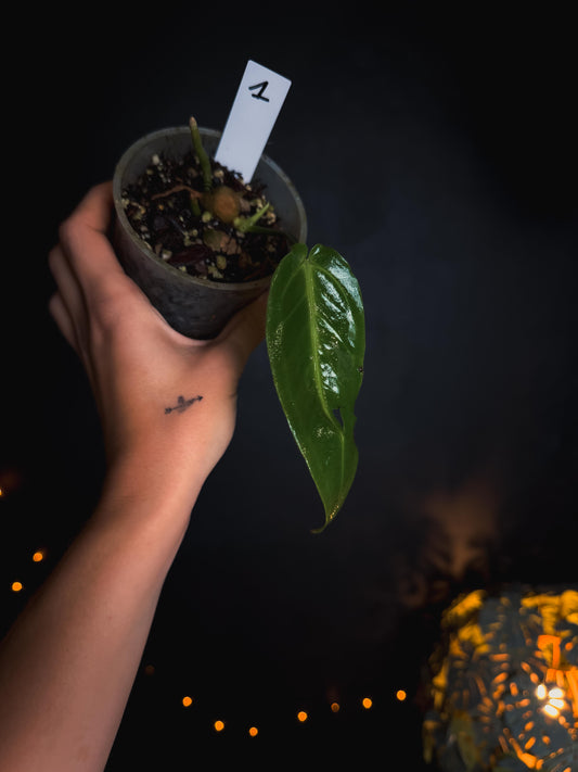 Anthurium Warocqueanum