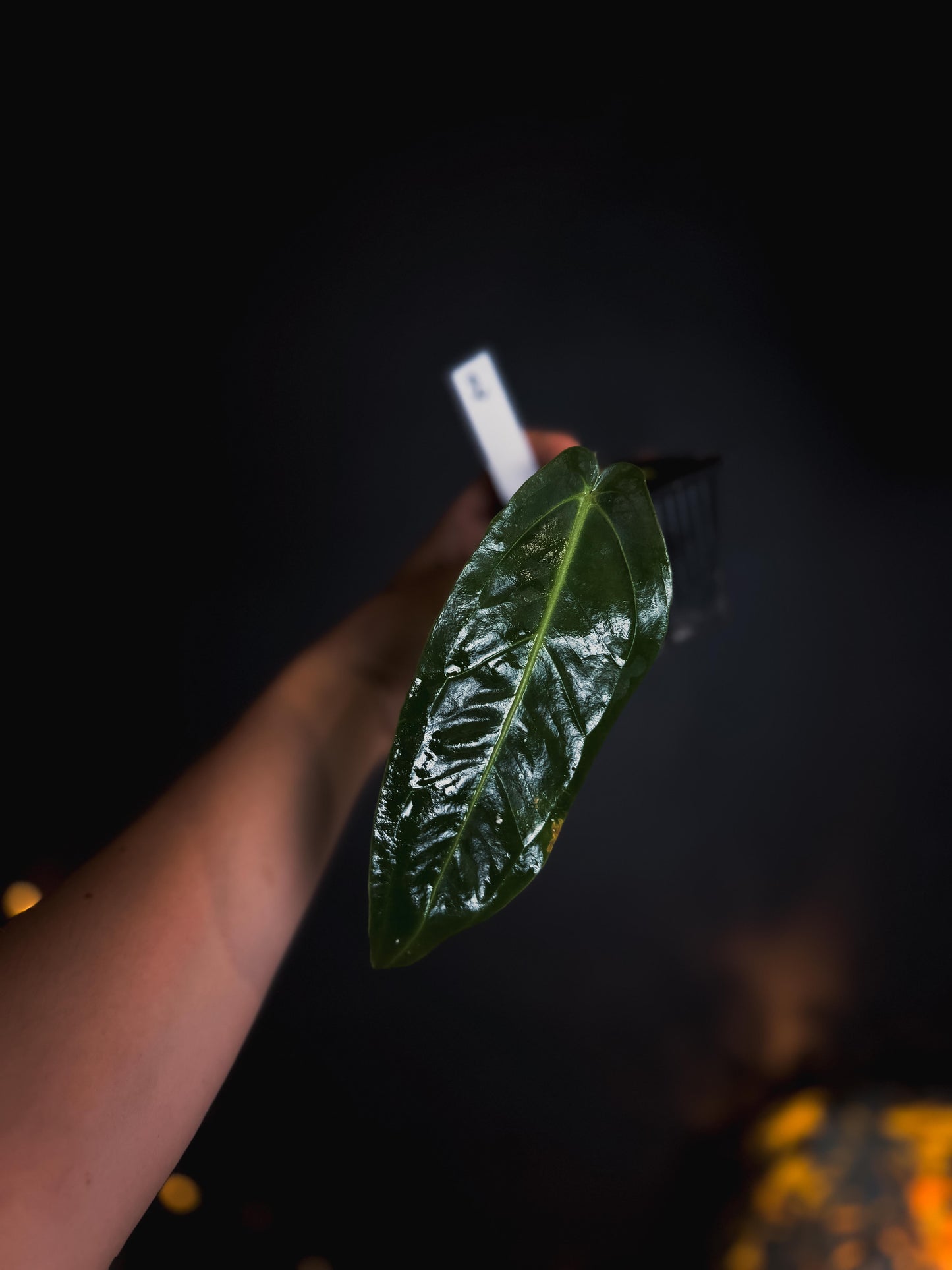 Anthurium Warocqueanum