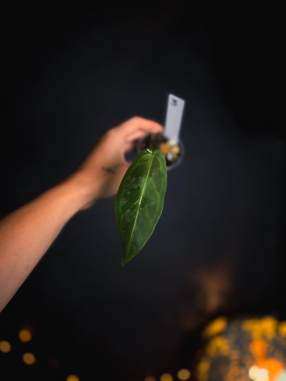 Anthurium Warocqueanum