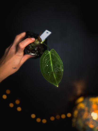 Anthurium Warocqueanum