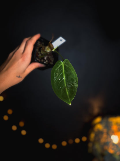 Anthurium Warocqueanum