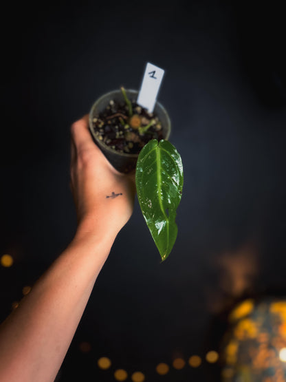 Anthurium Warocqueanum