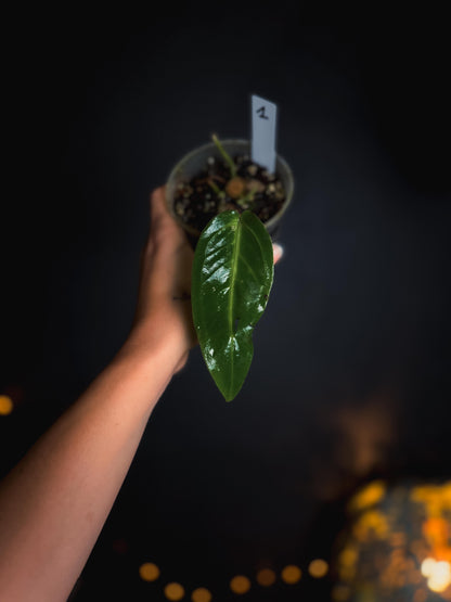 Anthurium Warocqueanum