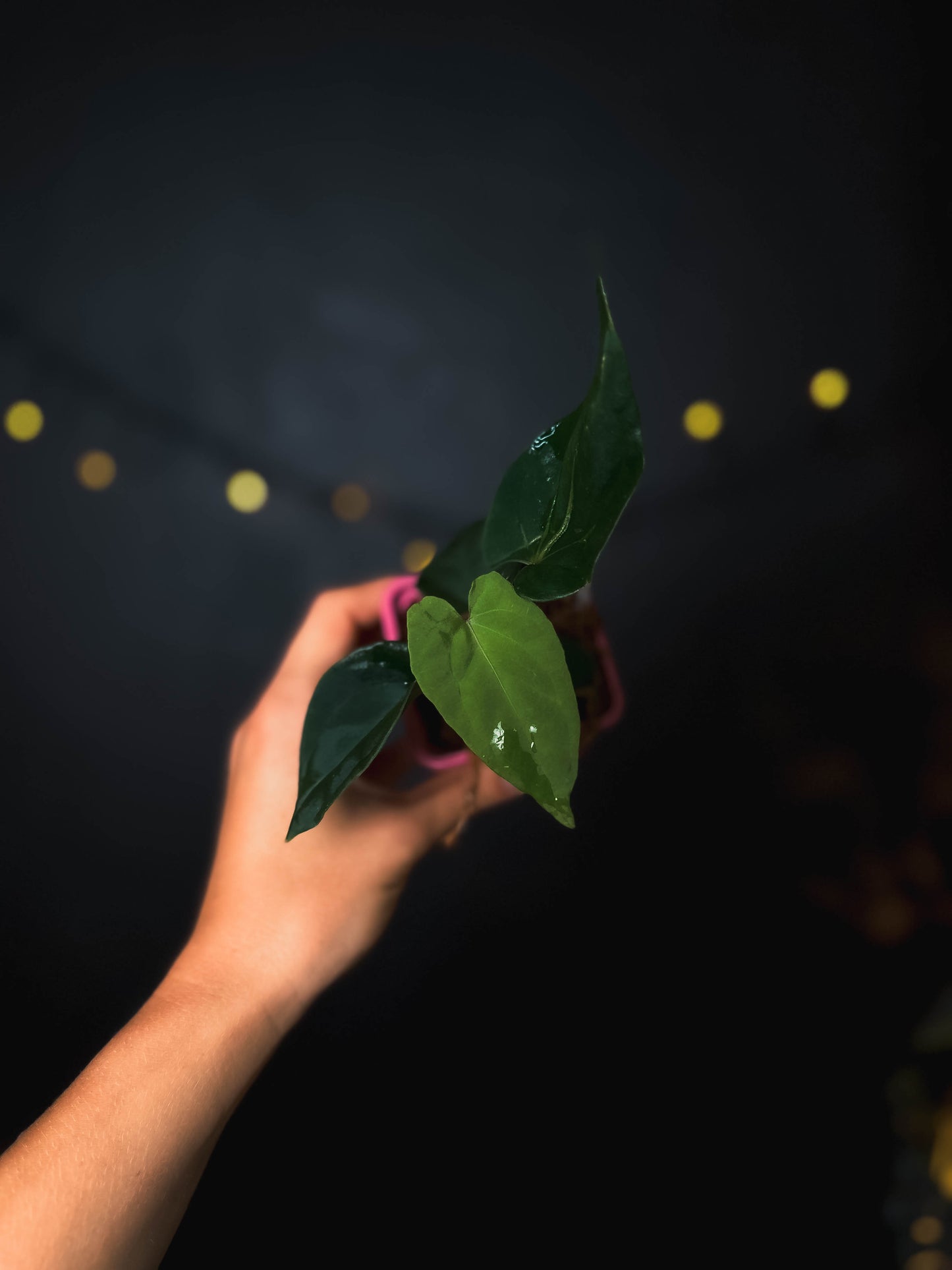 Anthurium kunayalense x (BVEP x RVDP) - The Lonely Sanctuary