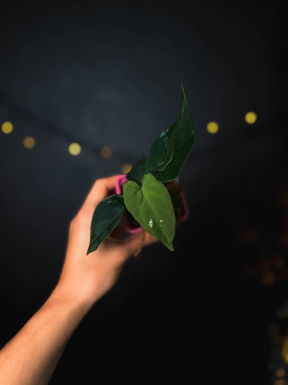 Anthurium kunayalense x (BVEP x RVDP) - The Lonely Sanctuary