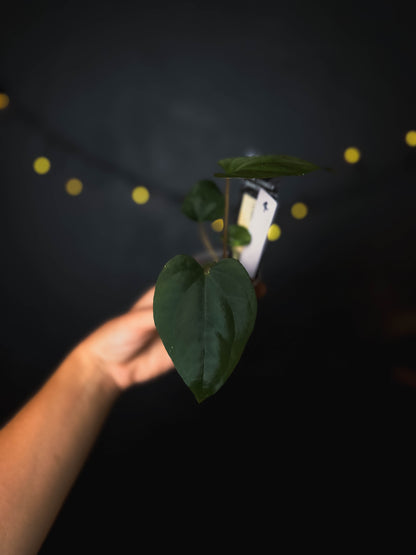 Anthurium cerrocampanense x dressleri RG - The Lonely Sanctuary