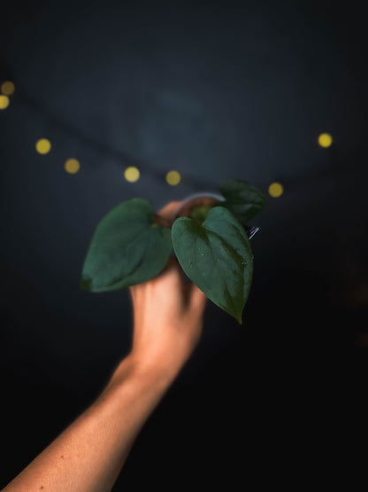Anthurium cerrocampanense x dressleri RG - The Lonely Sanctuary