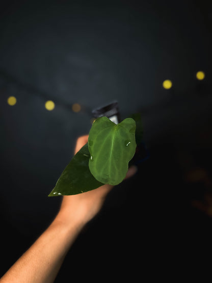 Anthurium Indo portillae x BVEP - The Lonely Sanctuary