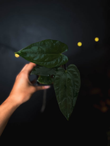 Anthurium Fort Sherman x dressleri RG - The Lonely Sanctuary