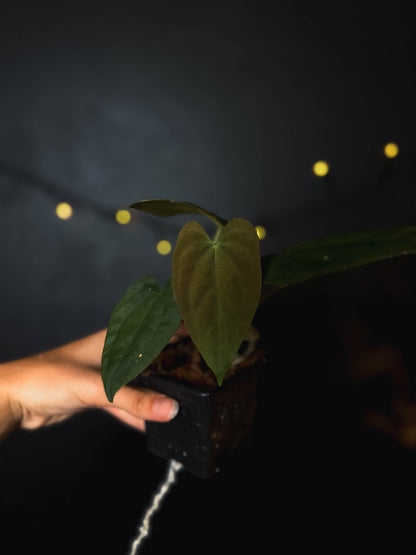 Anthurium Fort Sherman x dressleri RG - The Lonely Sanctuary