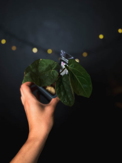 Anthurium kunayalense x carlablackiae - The Lonely Sanctuary