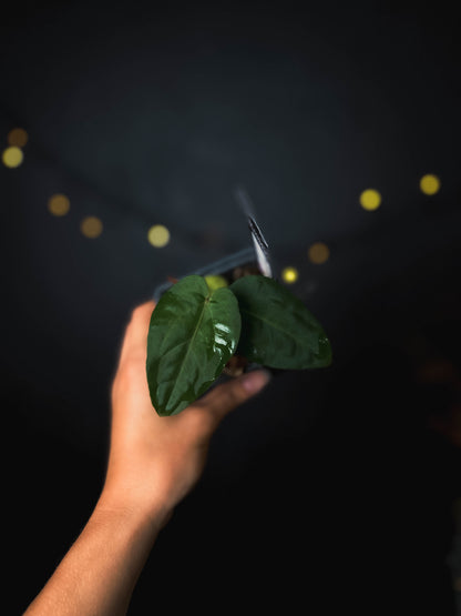 Anthurium kunayalense x carlablackiae - The Lonely Sanctuary