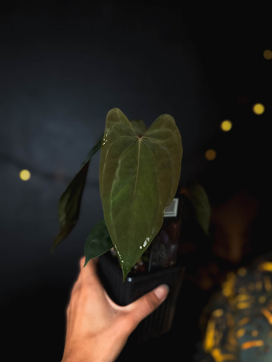 Anthurium RLFS x RL - The Lonely Sanctuary