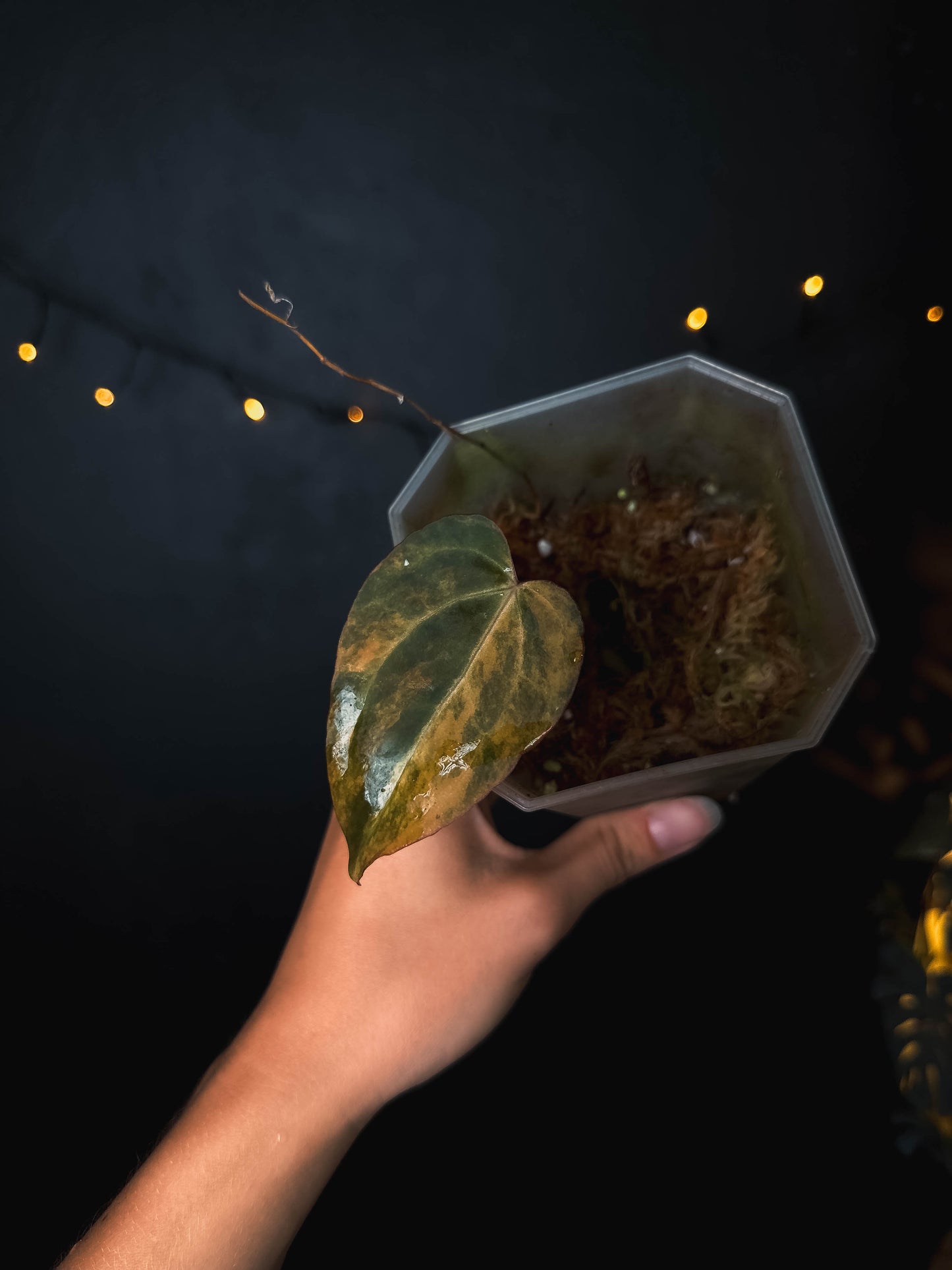 Anthurium Black Venom Variegata Clone