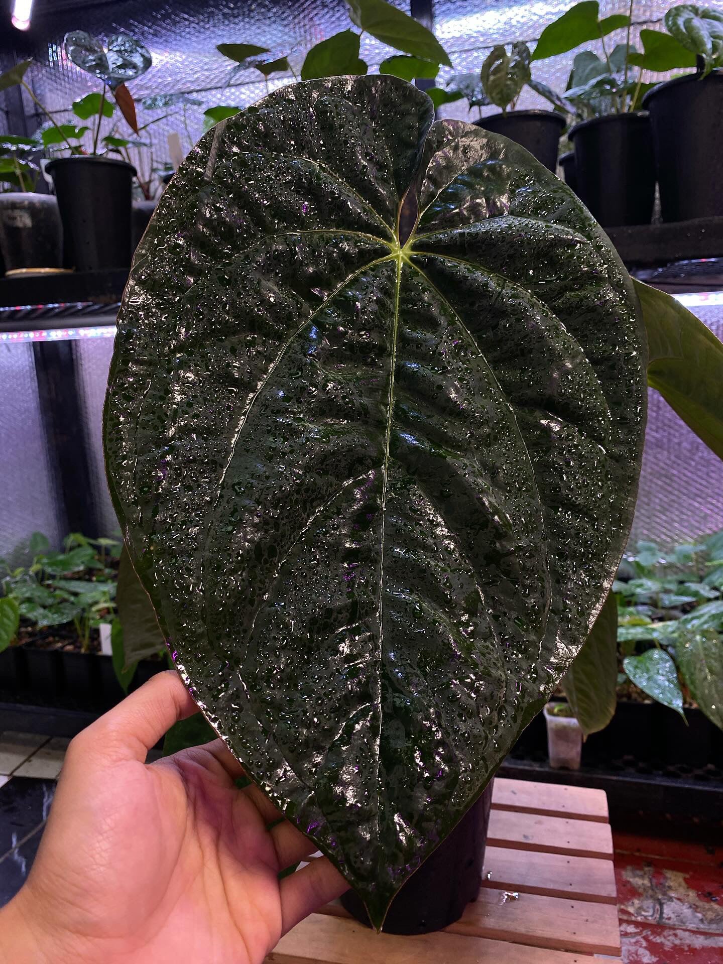 Anthurium Lunox (X-one x Goliath) - clone