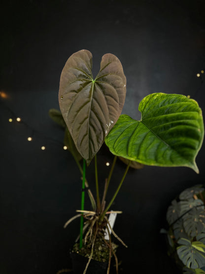Anthurium (Debile x Papillilaminum) M2 self