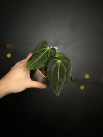 Seedling Anthurium Papillilaminum hybride x Besseae aff