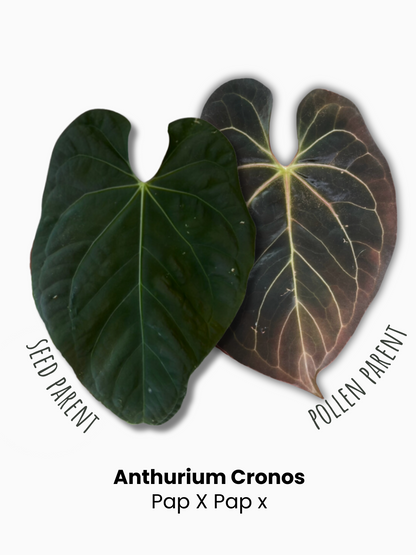 Seedling Anthurium Cronos