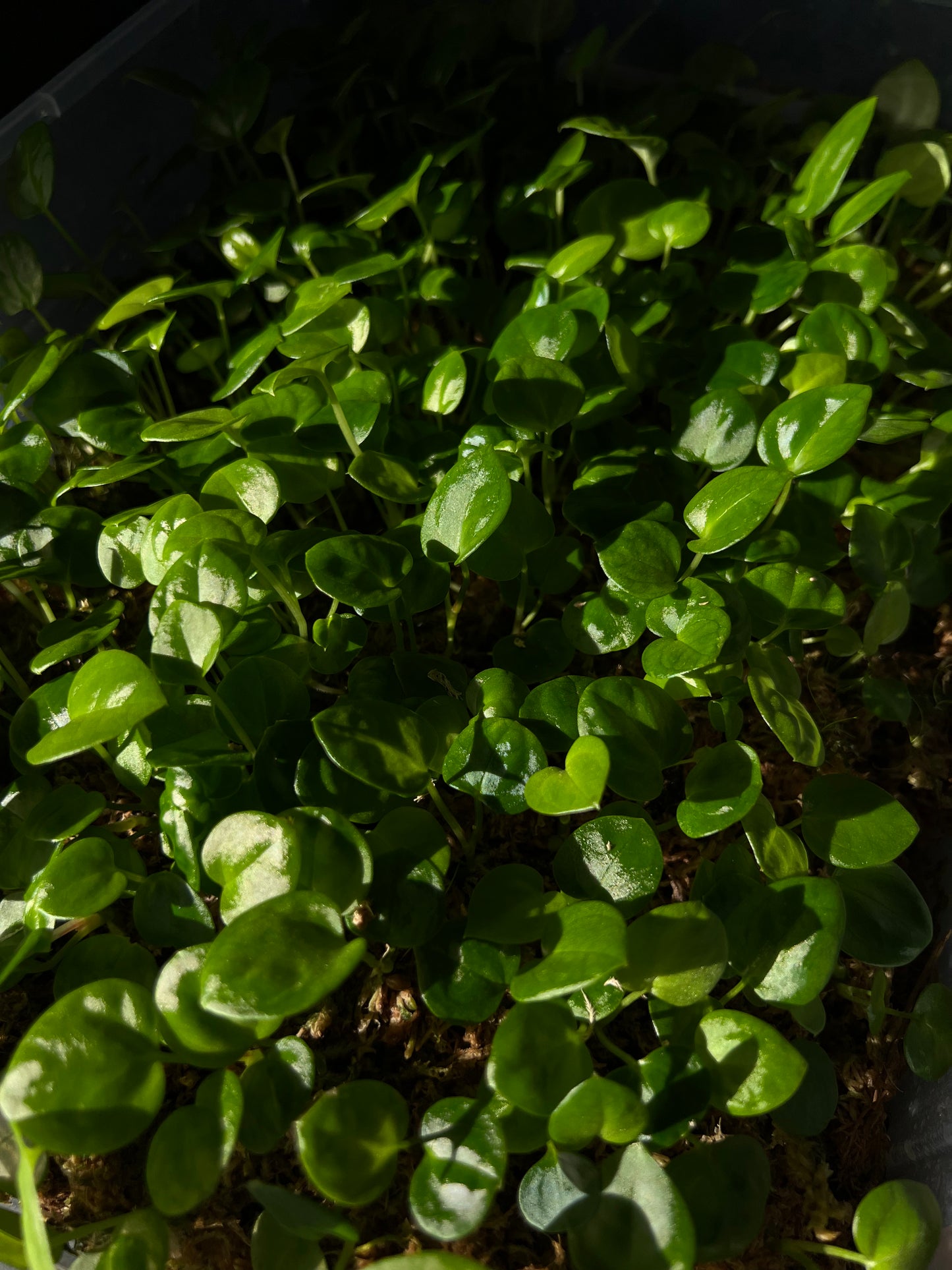 Seedling of Anthurium 'INOX' papillilaminum x dressleri hybrid