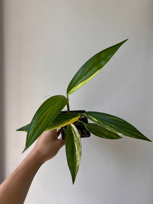 Epipremnum amplissimum variegata aurea