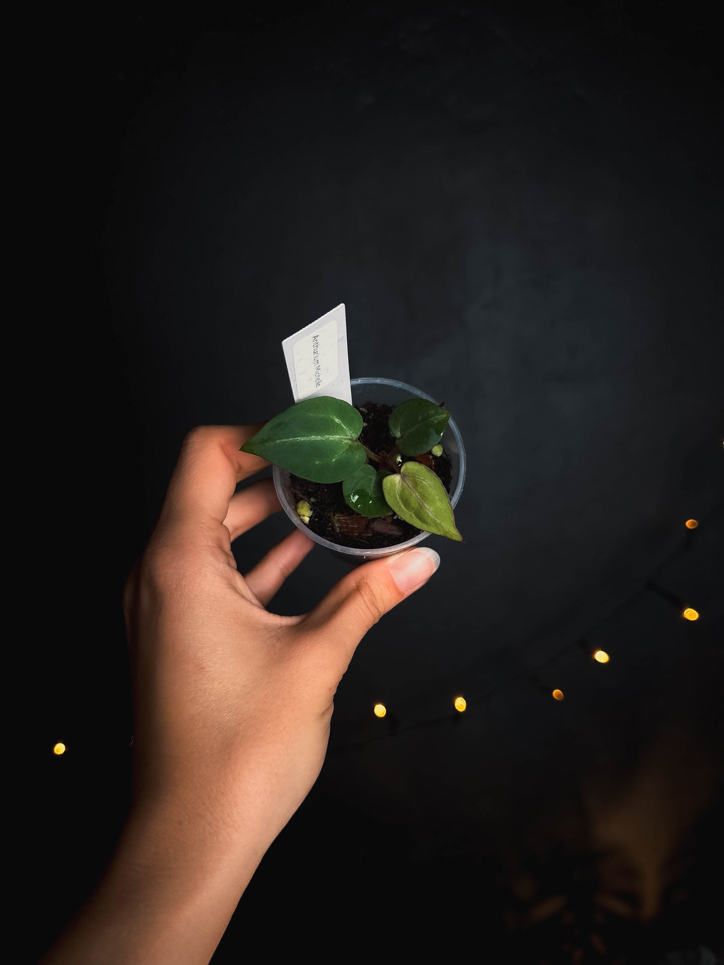 Anthurium Michelle x self