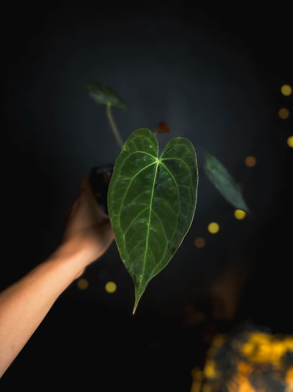 Anthurium Papillilaminum 'Crocodile' (Anthurium Papillilaminum x Papillilaminum hybride)