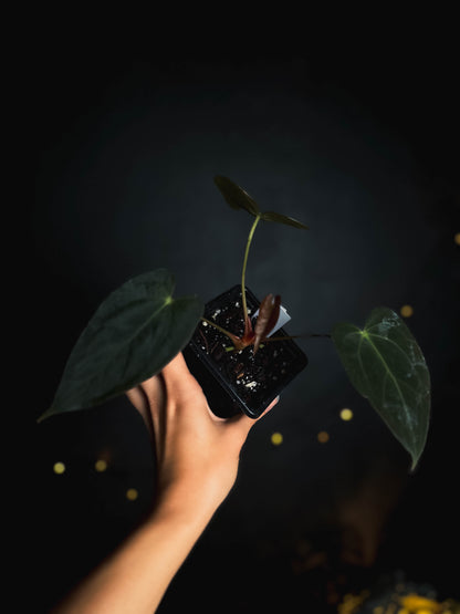 Anthurium Papillilaminum 'Crocodile' (Anthurium Papillilaminum x Papillilaminum hybride)