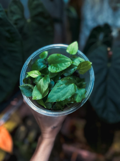 Anthurium Debile Papillilamineum M1 x Debile Papillilamineum M2
