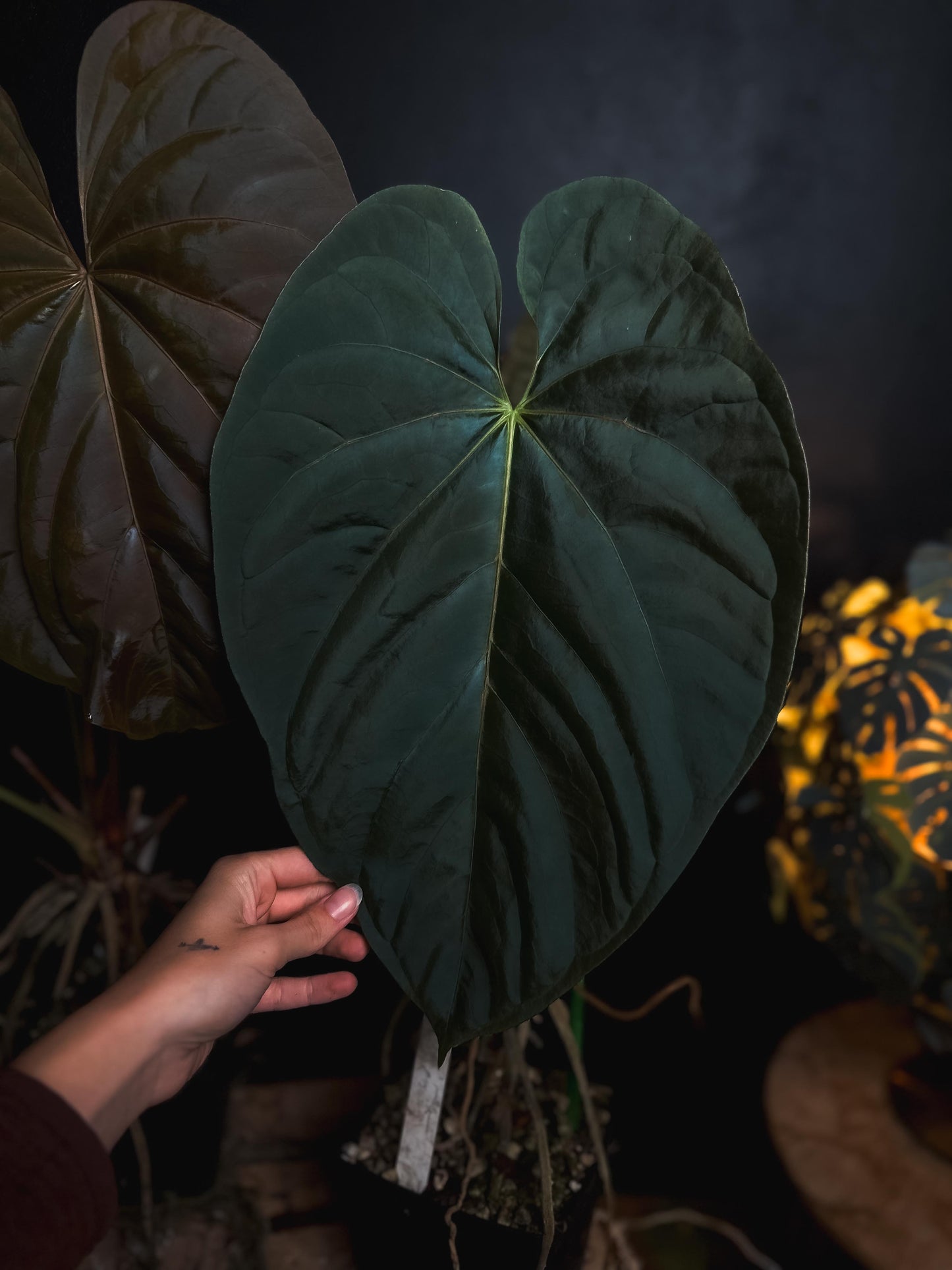 Anthurium Debile Papillilamineum M1 x Debile Papillilamineum M2