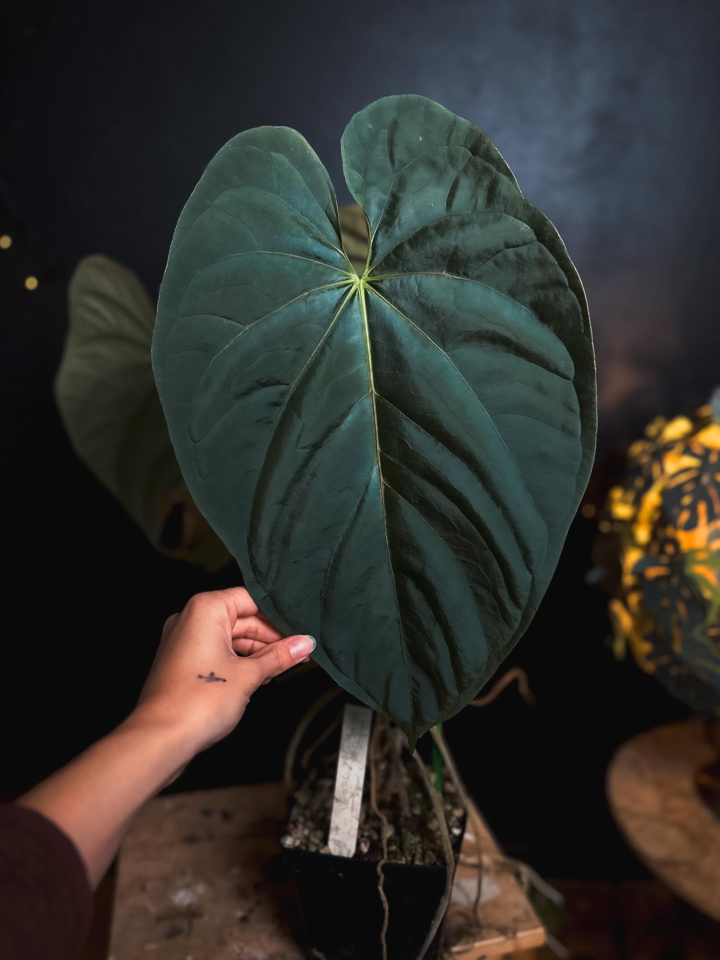 Anthurium Debile Papillilamineum M1 x Debile Papillilamineum M2