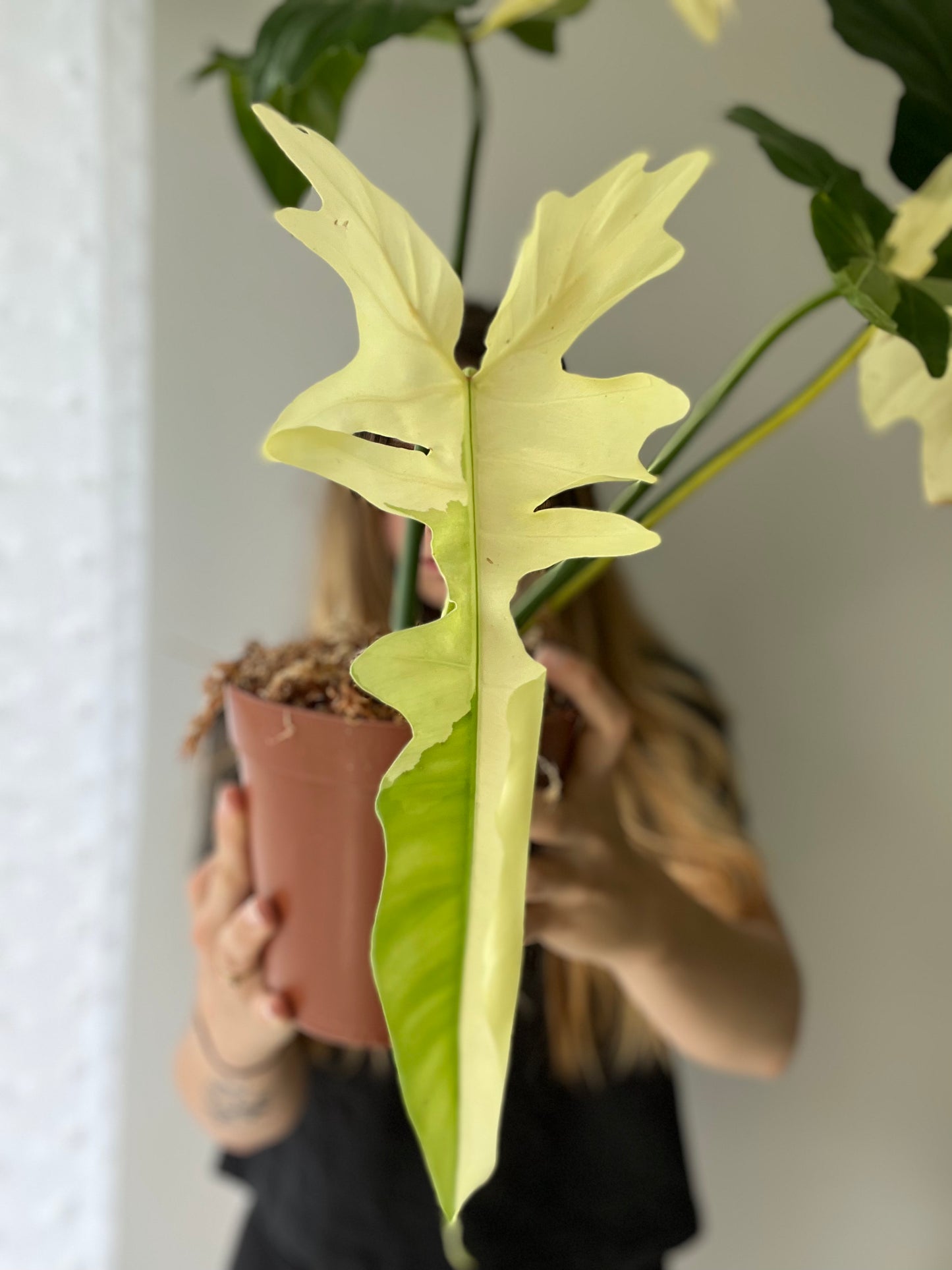 Philodendron Golden Dragon Variegata