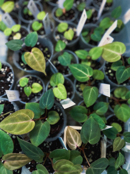 Anthurium 'Ebony' (Michelle x Besseae aff round form)