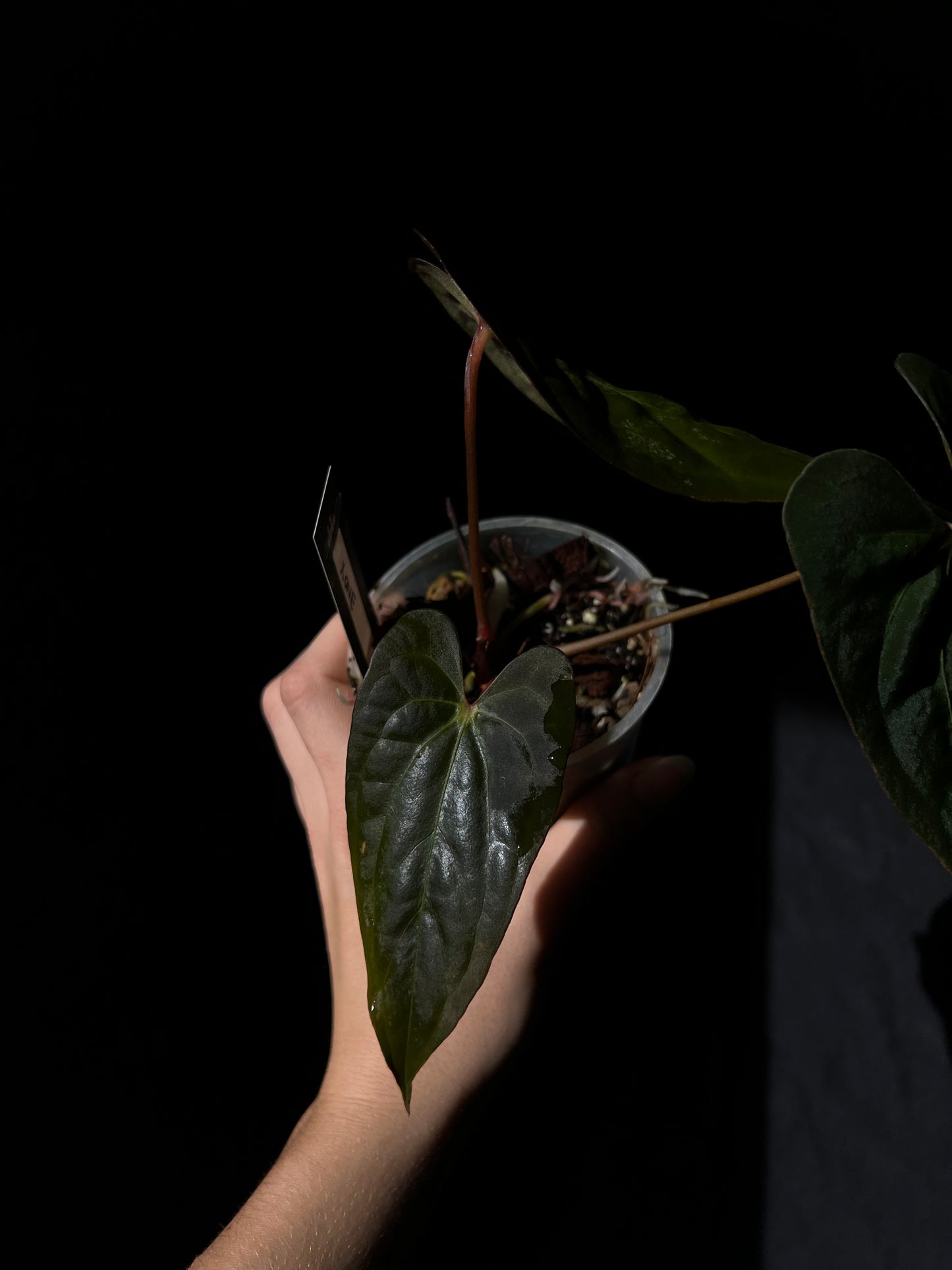 Anthurium papillilaminum X-one clone