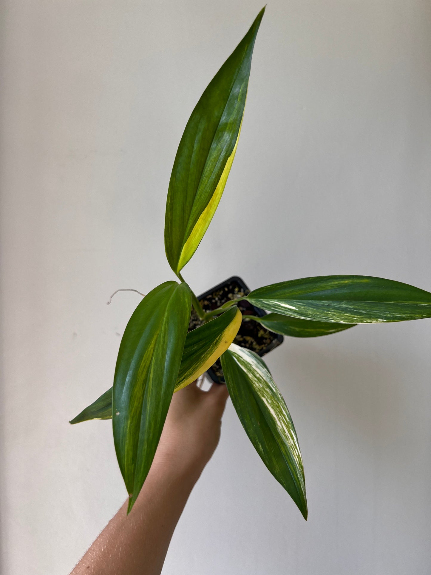 Epipremnum amplissimum variegata aurea