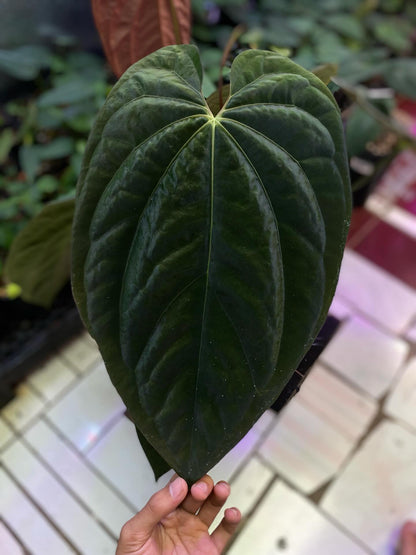 Anthurium Lunox (X-one x Goliath) - clone