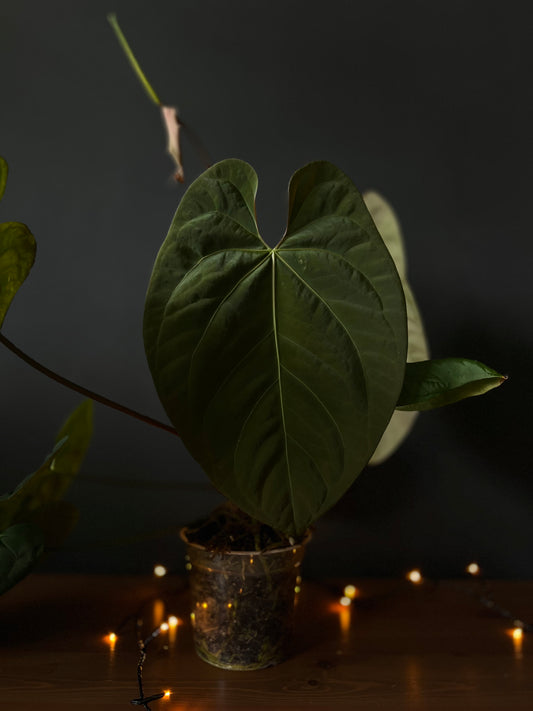 Anthurium papillilaminum