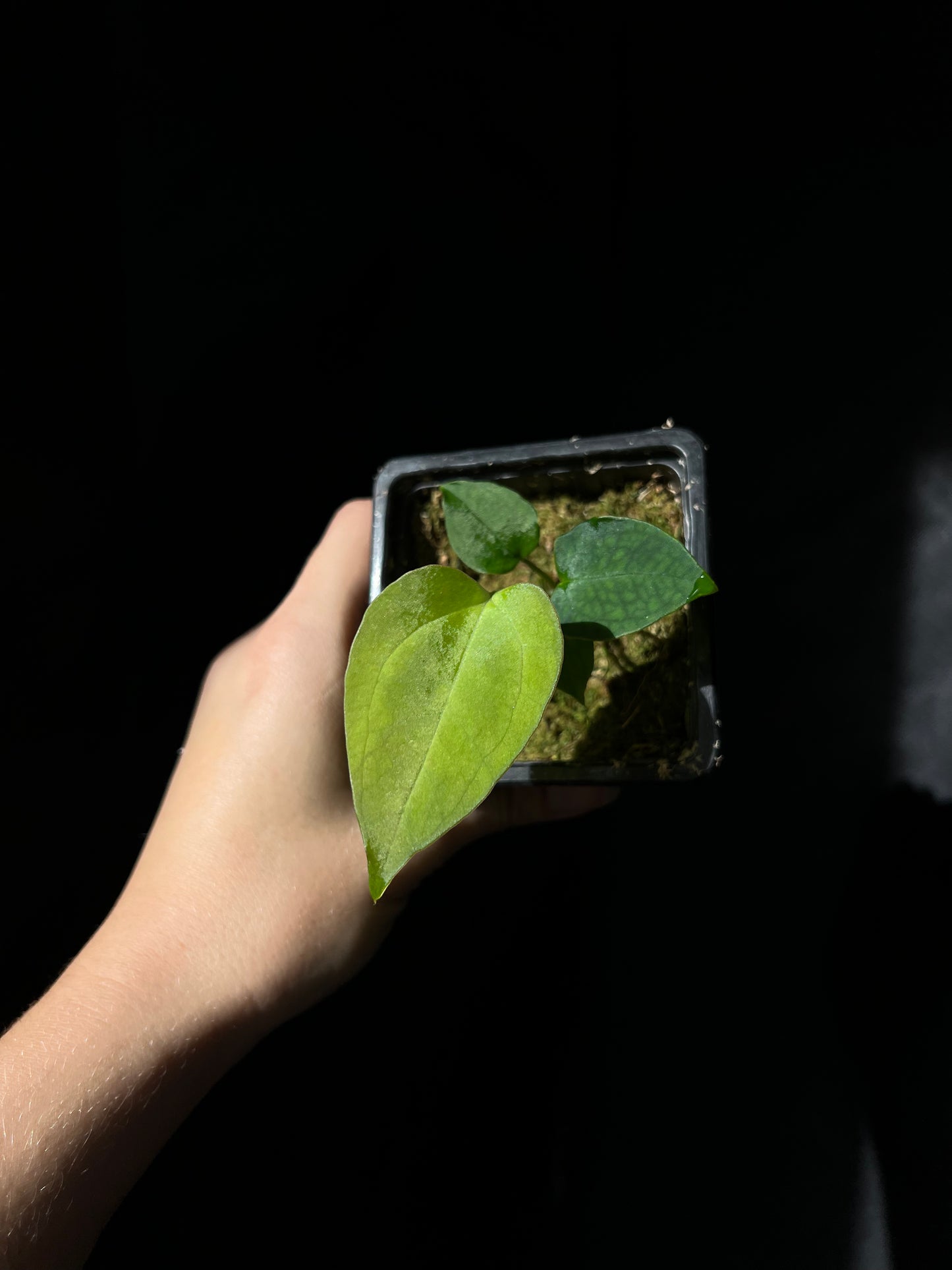 Anthurium 'JINBE' ('Dark Moon' x Papillilaminum)