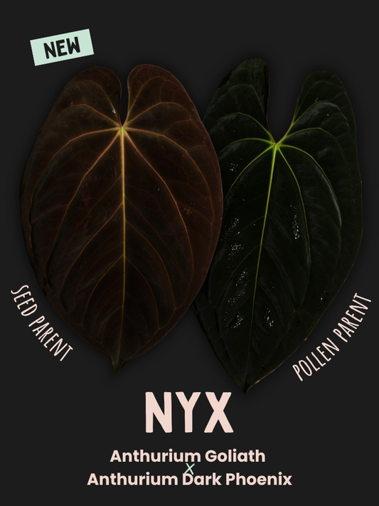 Anthurium 'Nyx' - Anthurium Goliath x Anthurium Dark Phoenix