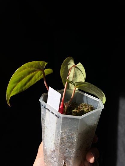 Anthurium Neptune