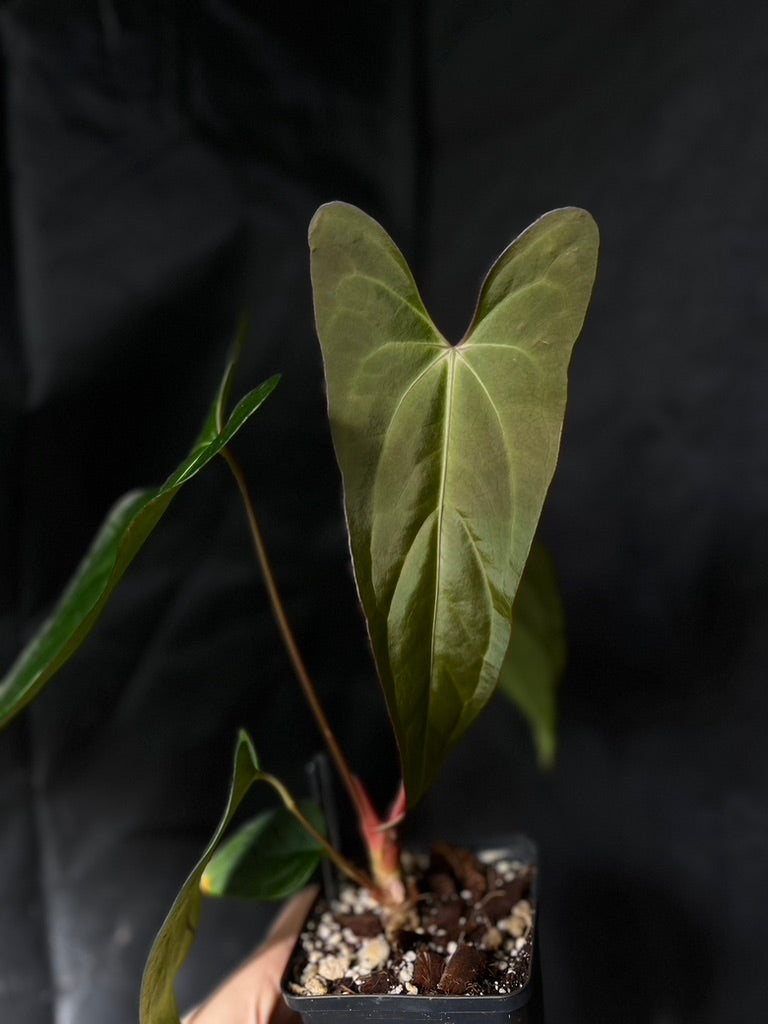 Anthurium carlablackiae hybrid