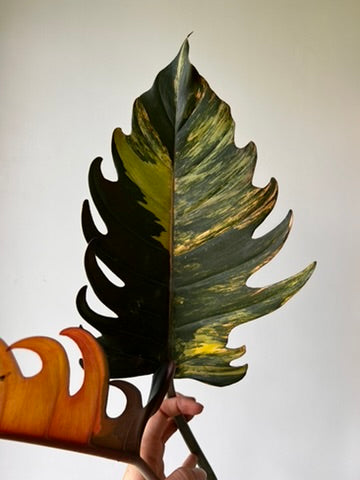 Philodendron caramel marble - Bouture de tête