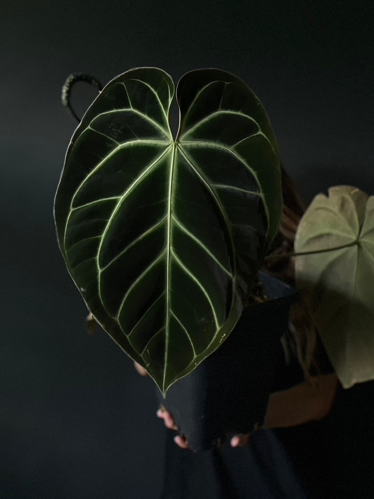 Anthurium 'HERA' (Besseae aff round form x Papillilaminum hybrid)