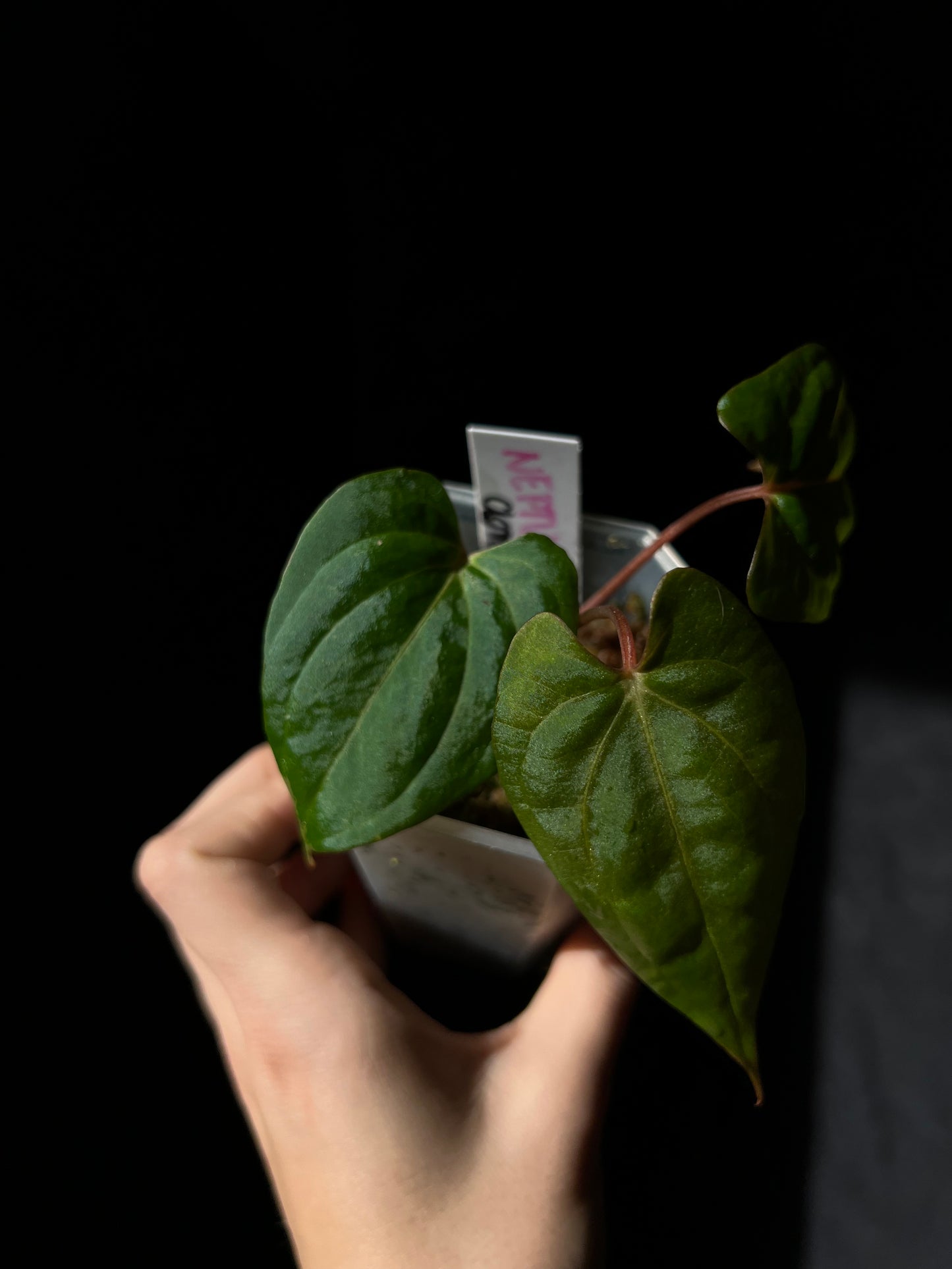 Anthurium Neptune