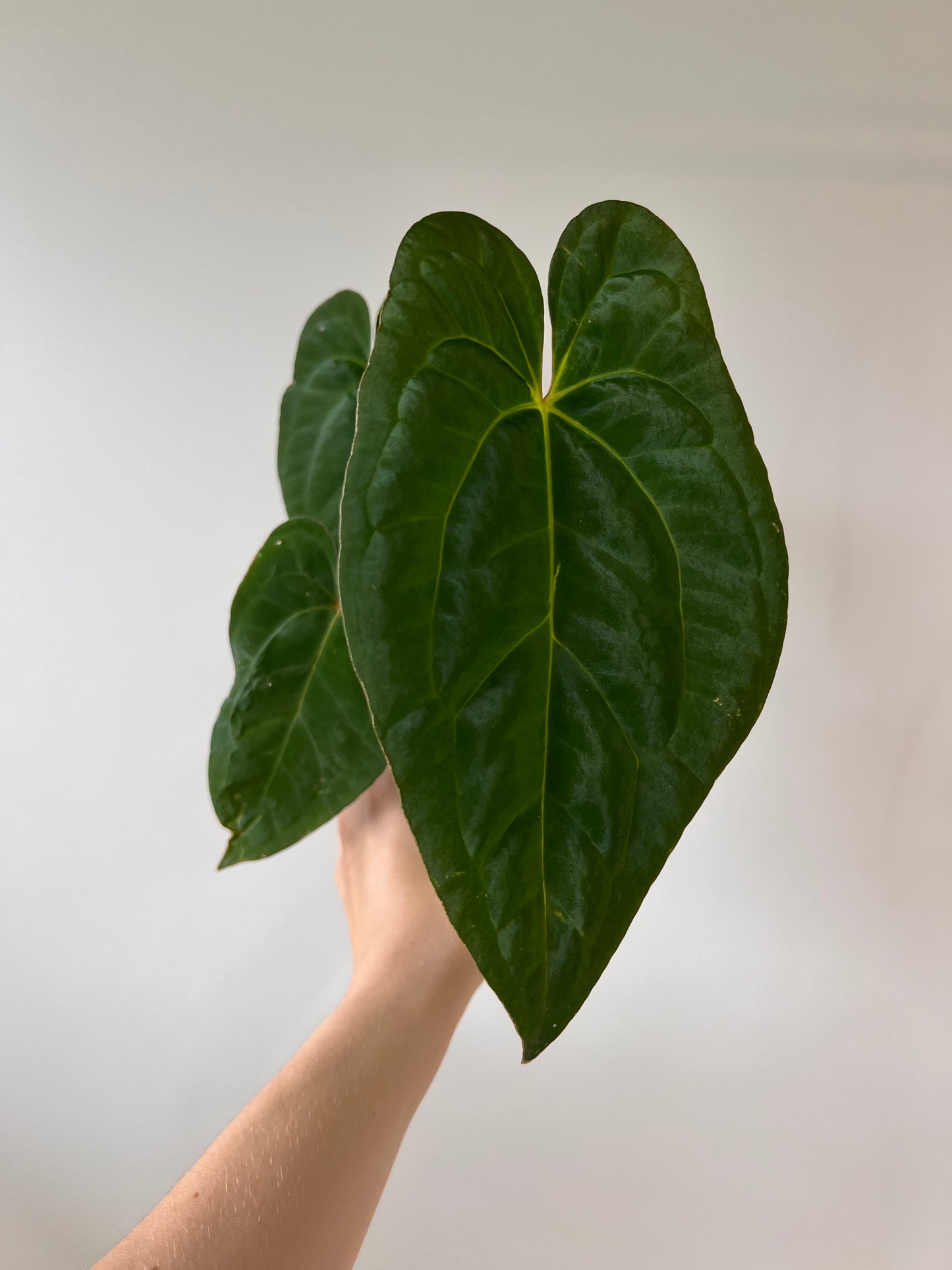 Anthurium X-one  - plante 4