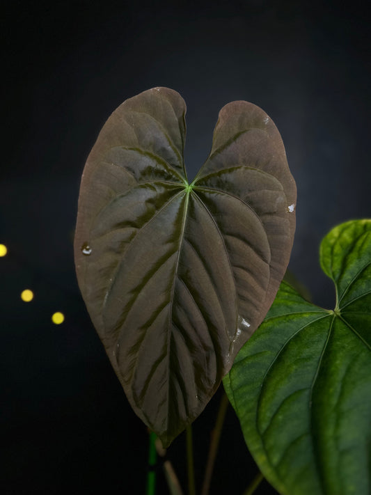 Anthurium (Debile x Papillilaminum) M2 self