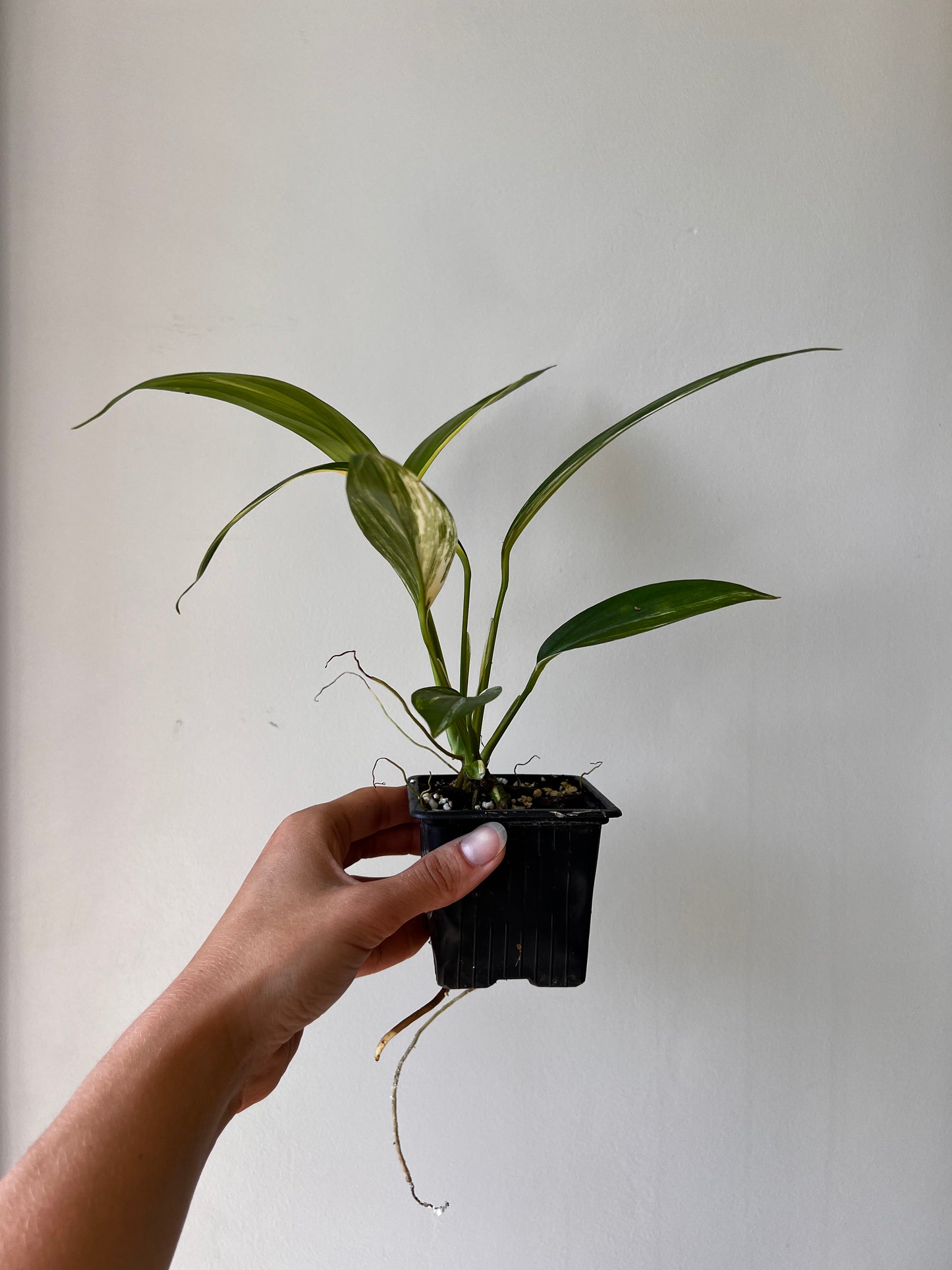 Epipremnum amplissimum variegata aurea