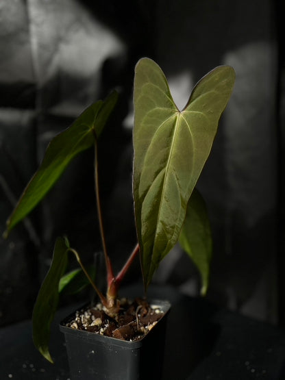 Anthurium carlablackiae hybrid