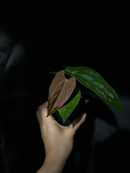 Anthurium dressleri x papillilaminum