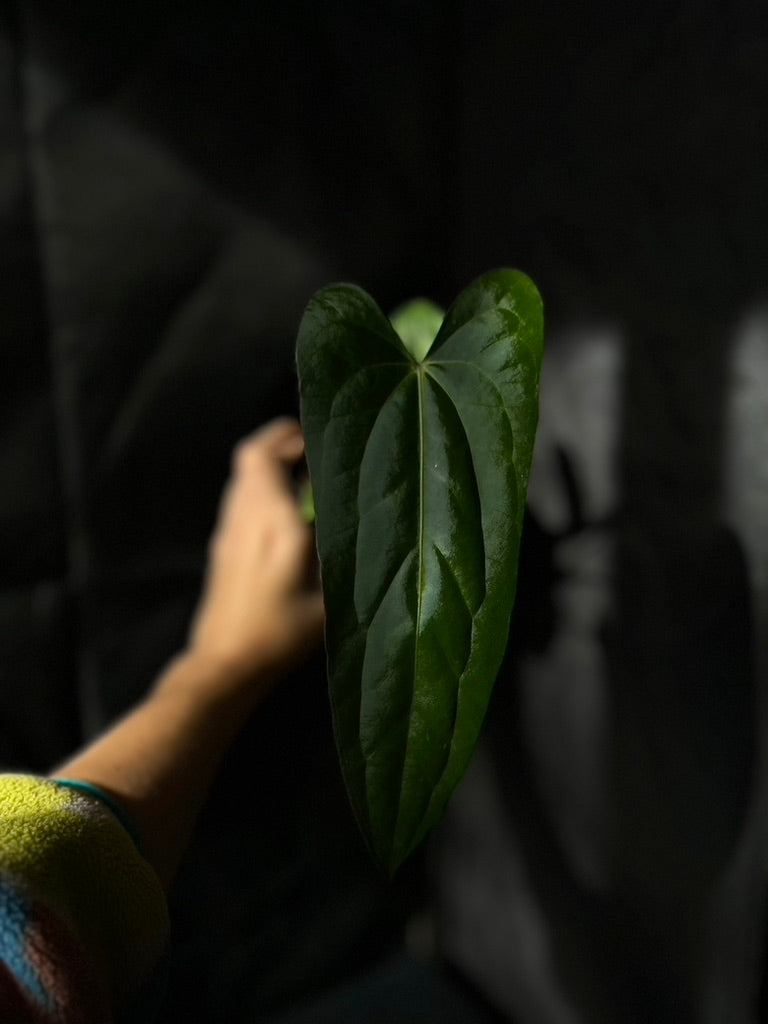 Anthurium carlablackiae hybrid